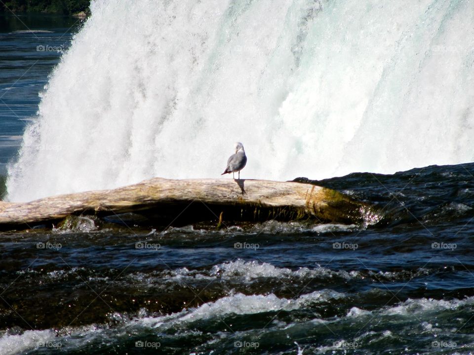 A view from Goat Island - Niagara Falls, New York