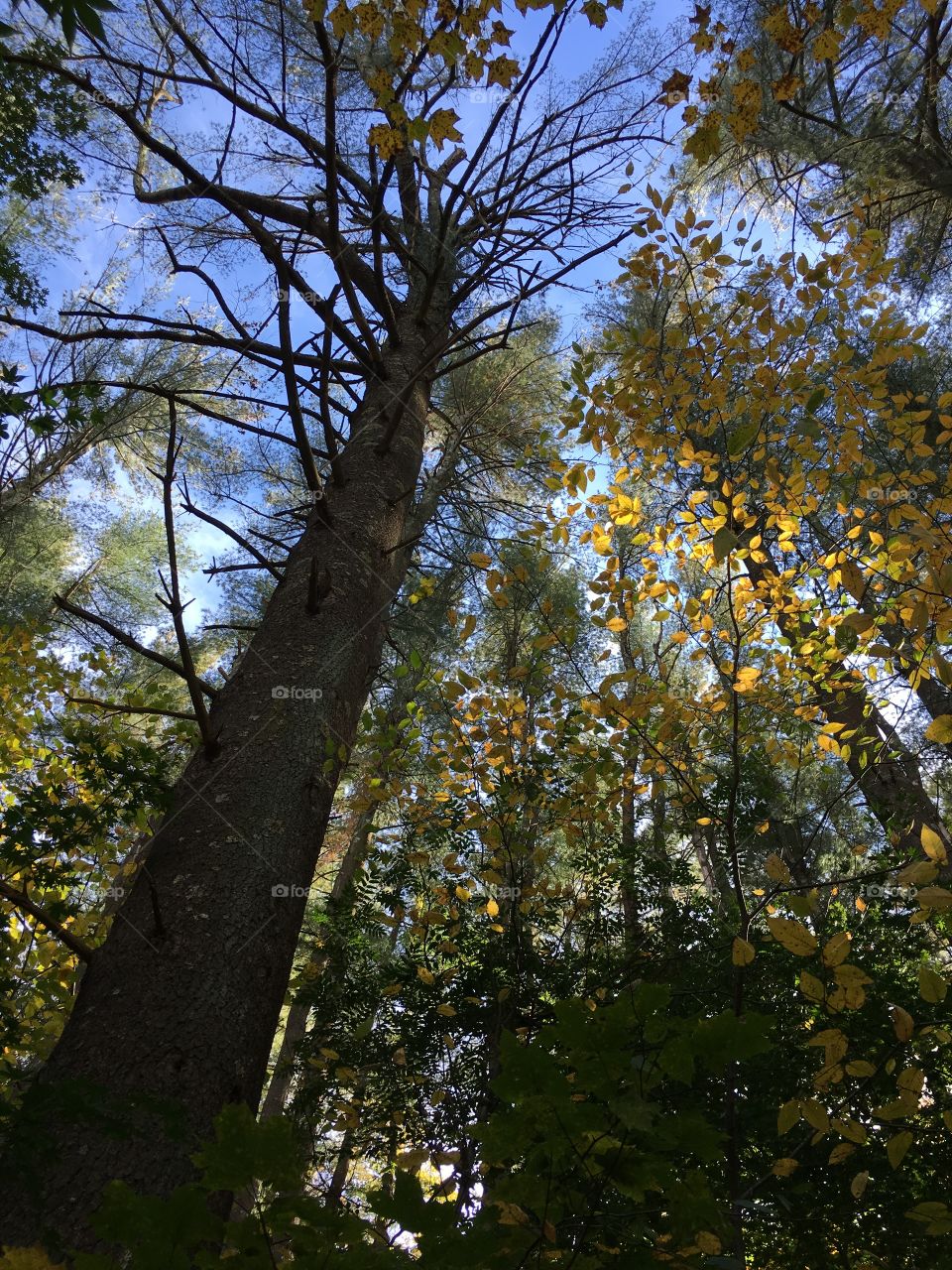 Leaves in sunlight 