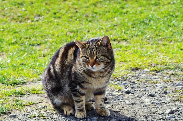 Cat