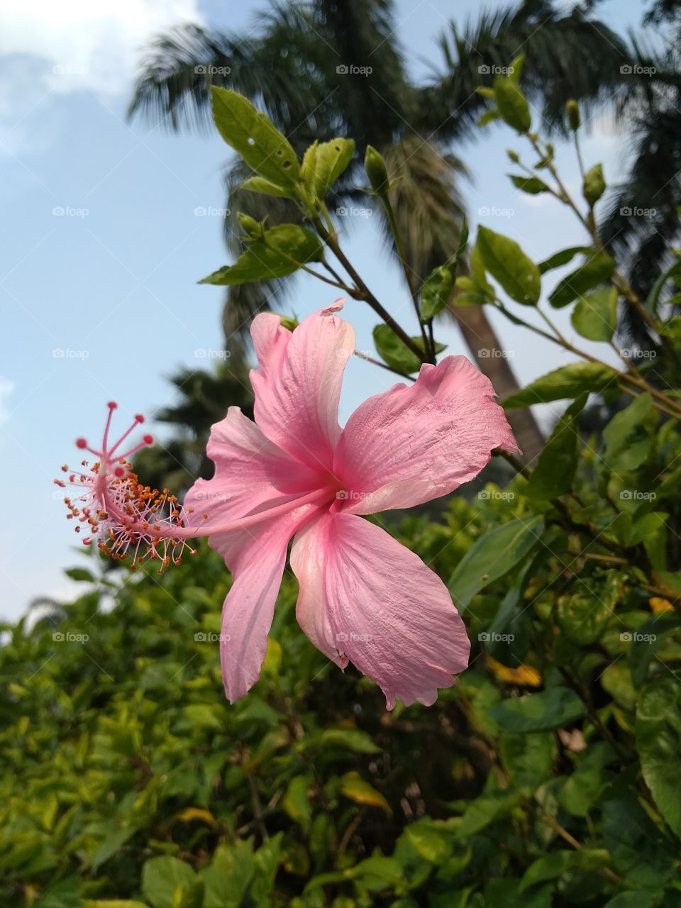 pink flower in garden