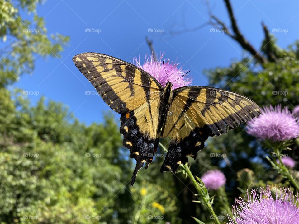 Butterfly on a thistle 