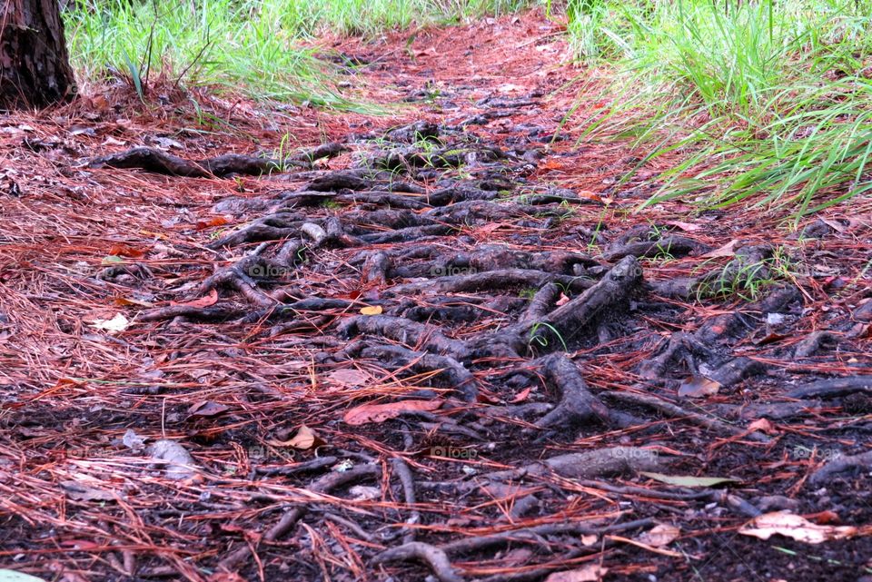 Tangled roots on a path