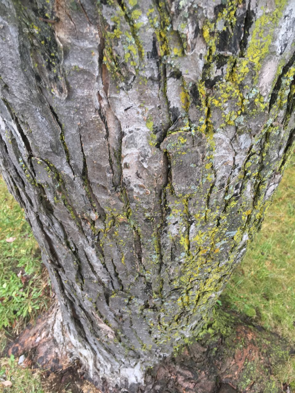 Trunk trees are beautiful 