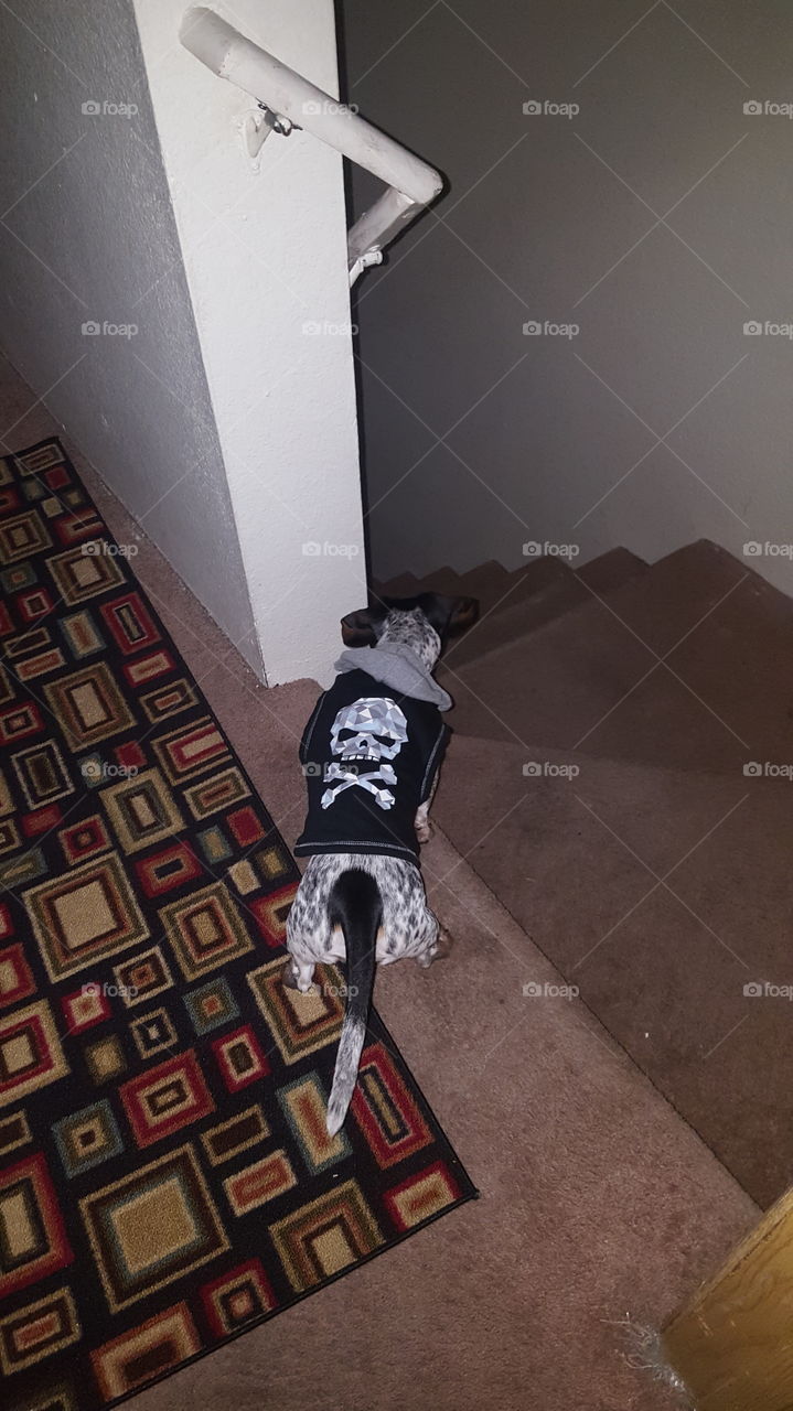 skull and cross bones