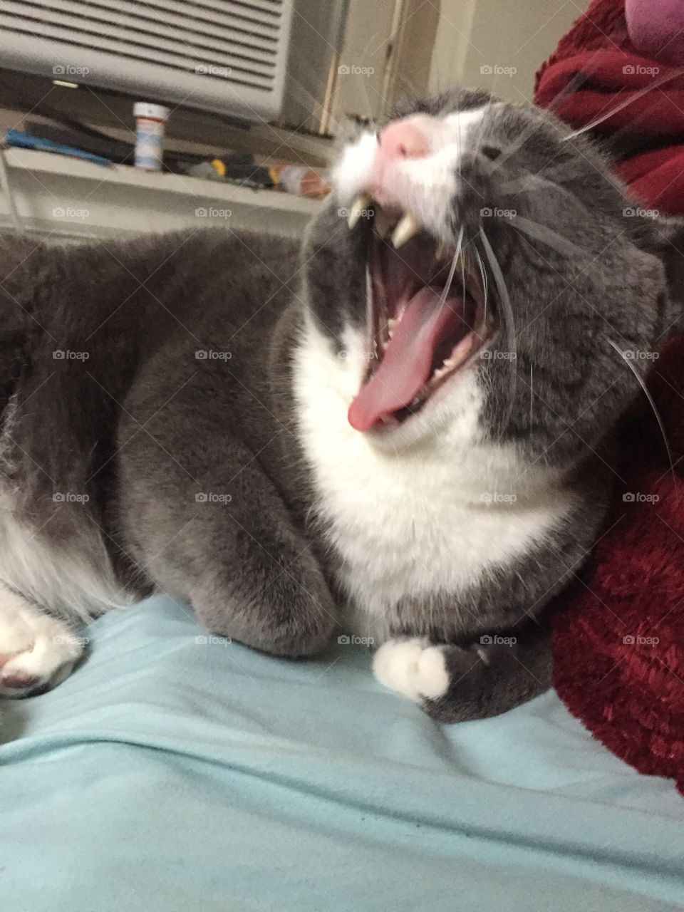 Sammy yawn attack