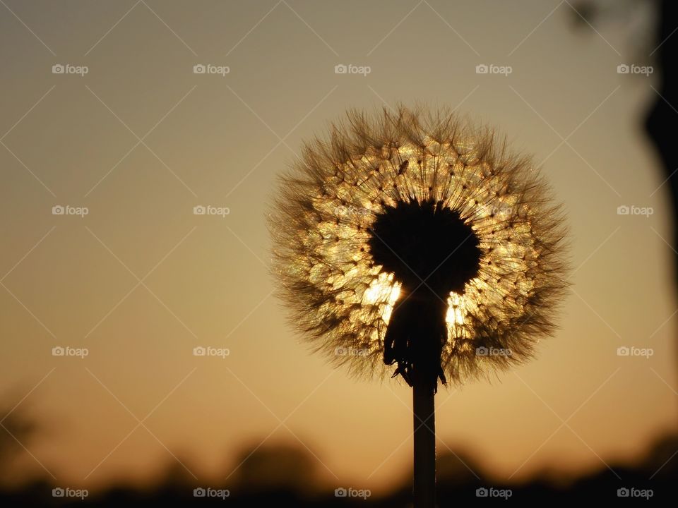 Dandelion against evening sky