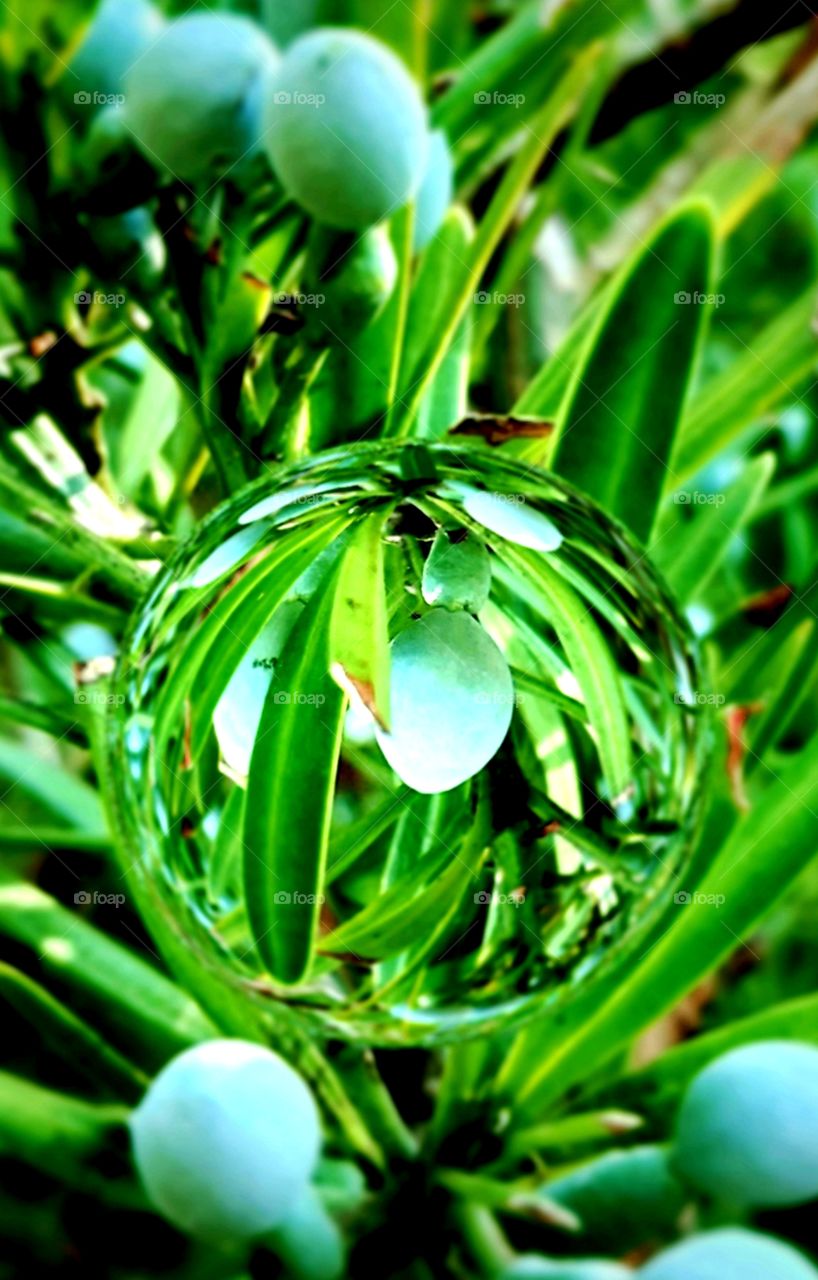 shrubbery with blue colored berries
