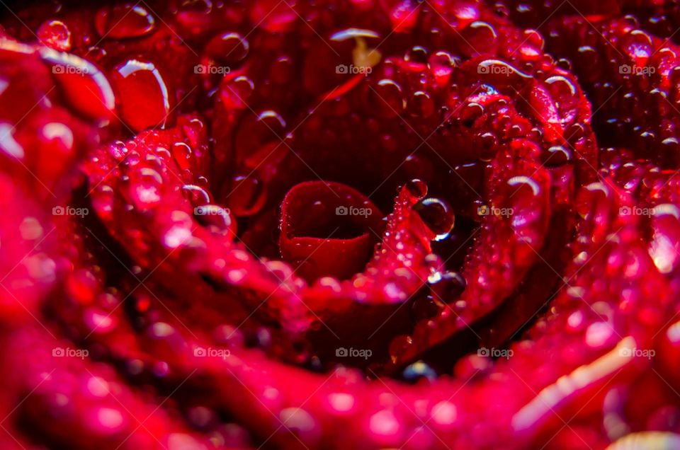 Dew drops on a red rose