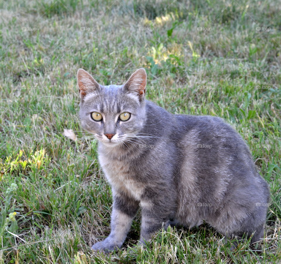 little grey cat