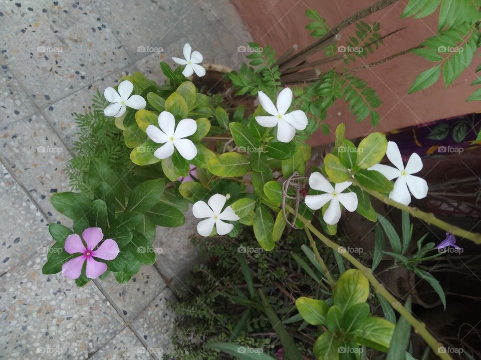periwinkle white flower looks very beautiful generally found everywhere fresh seasonal