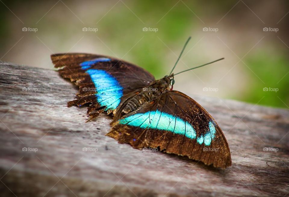 Migratory Butterfly - amazing colors