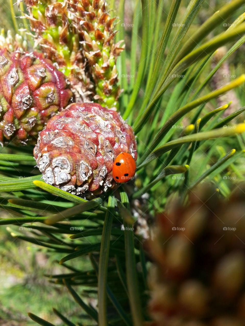 lady bug. orange