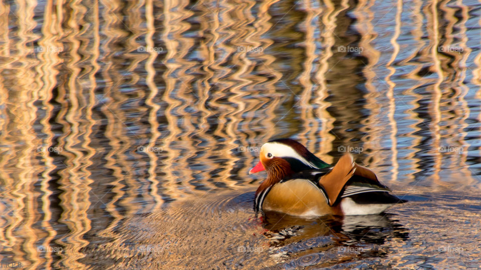 the reeds reflection creating negative space accentuating the mandarin duck