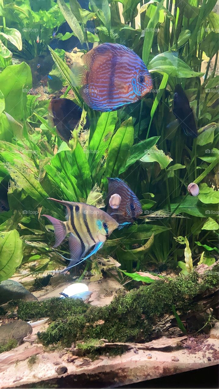 Newport Aquarium Fish 