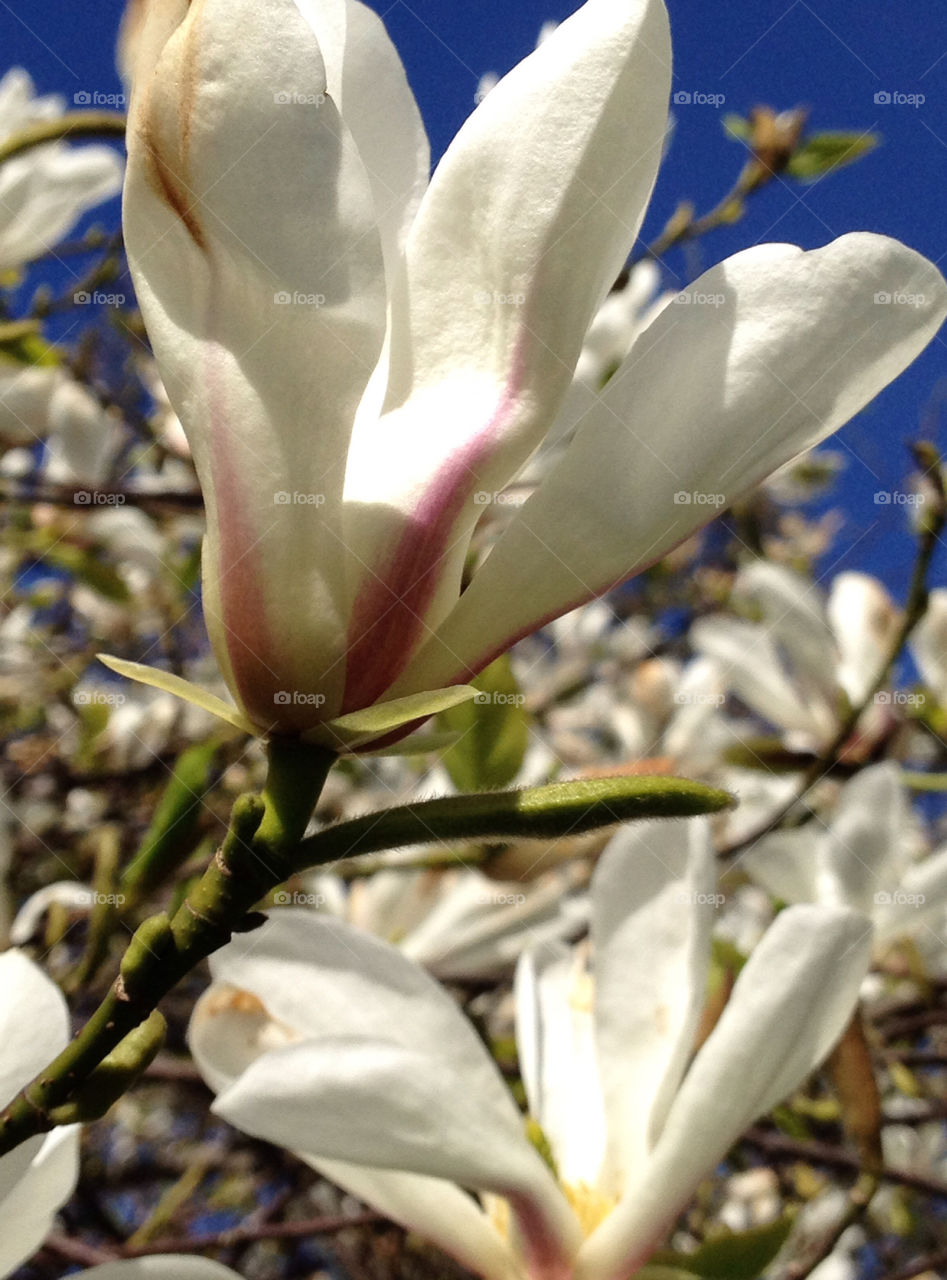 Magnolia
