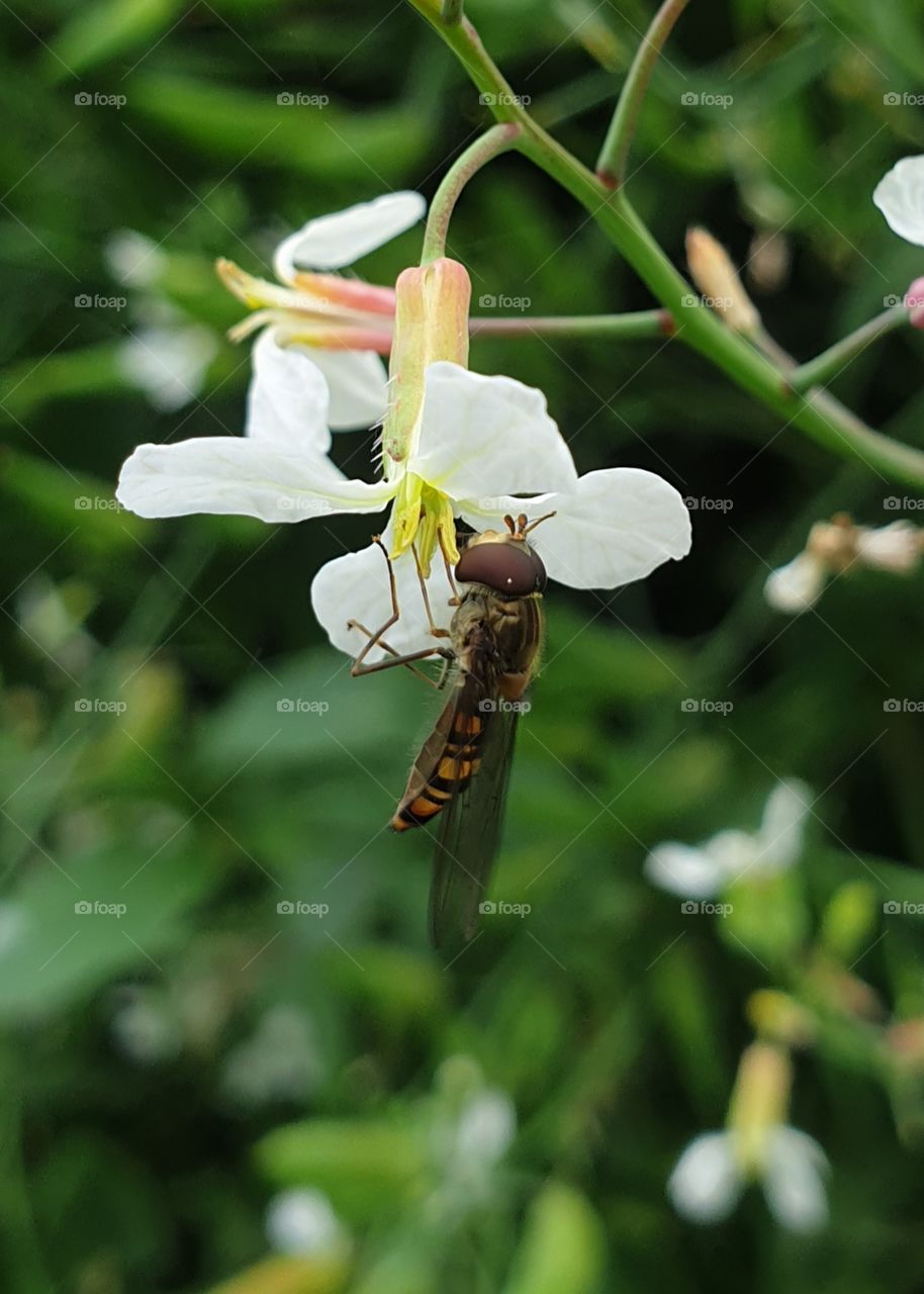 An insect on a radishflower.