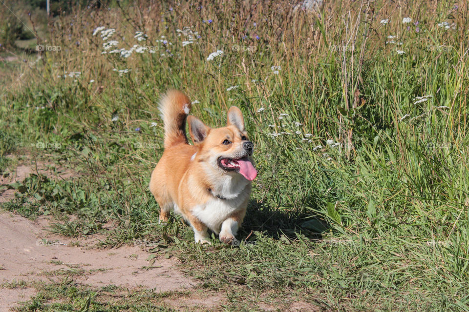 breed corgi dog for a walk