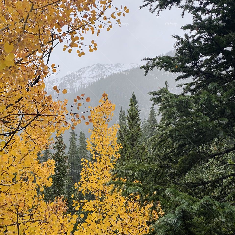 Aspen versus pine 