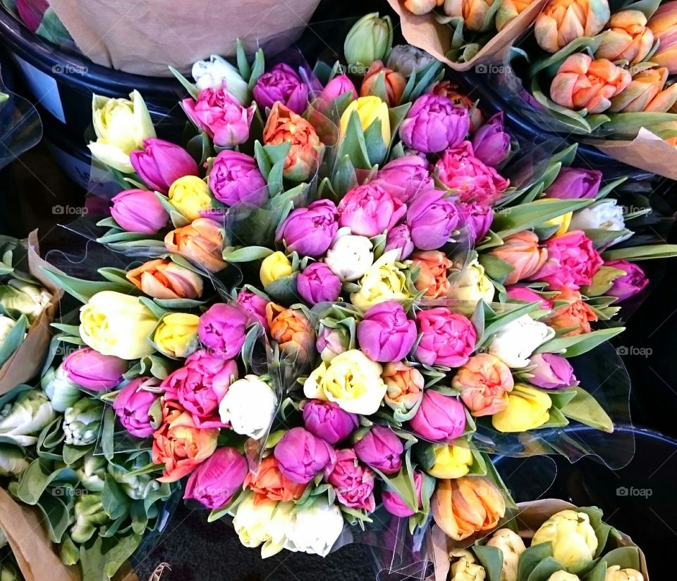 High angle view of colorful tulips