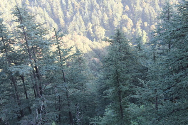 travel simla