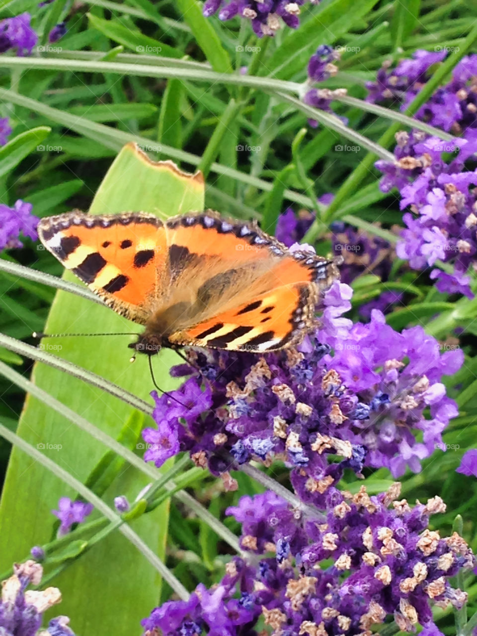 Pattern details on multicoloured invertebrate insect wings