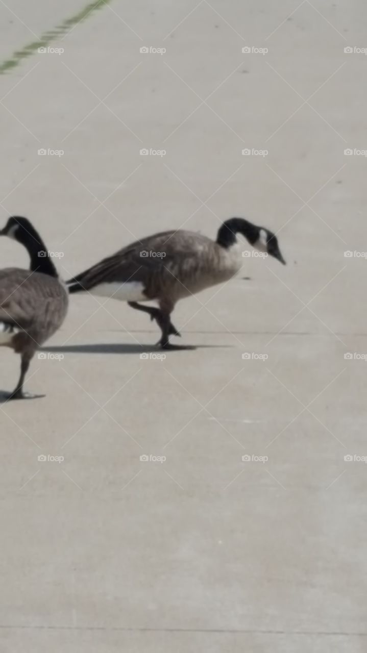 geese