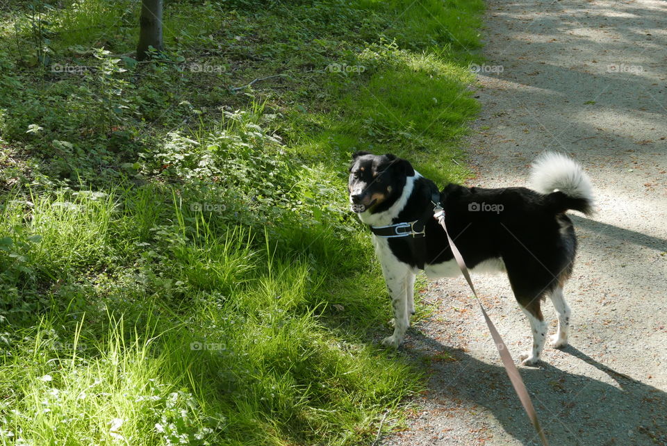 Dog in a park in Antwerp