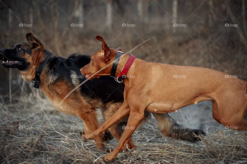 German shepherd young male dog and Hungarian vizsla playing outdoor at spring evening 