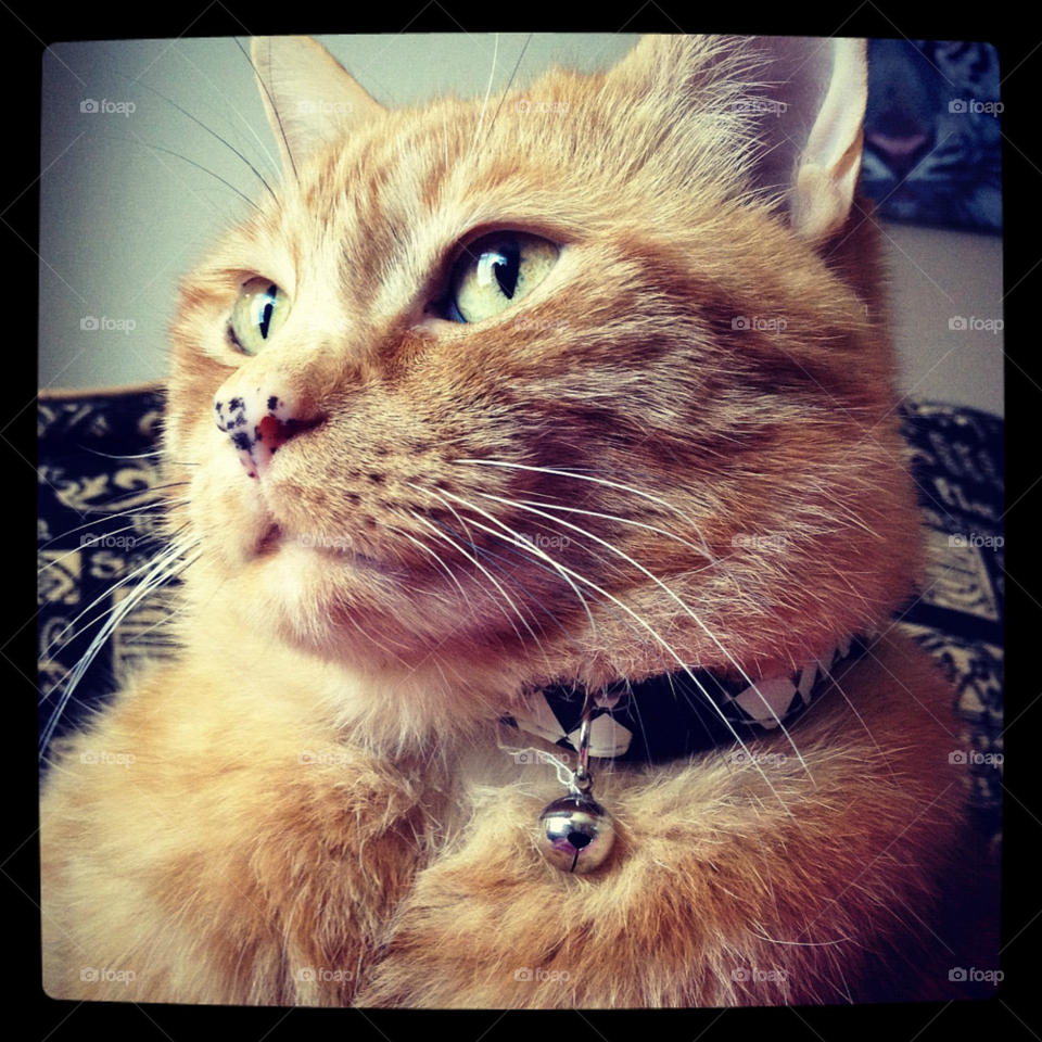 staffordshire. uk cat pose ginger by all_things_art