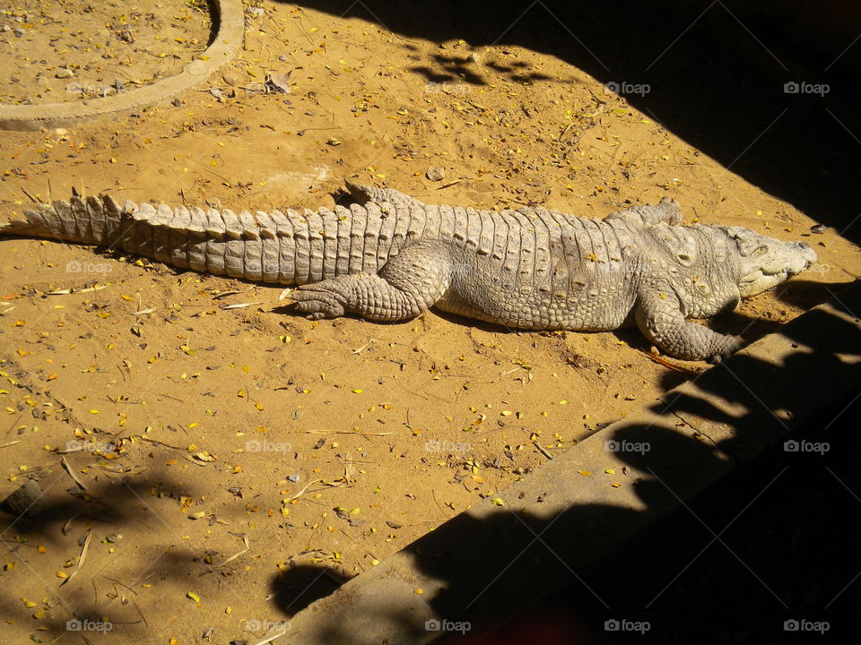 crocodile