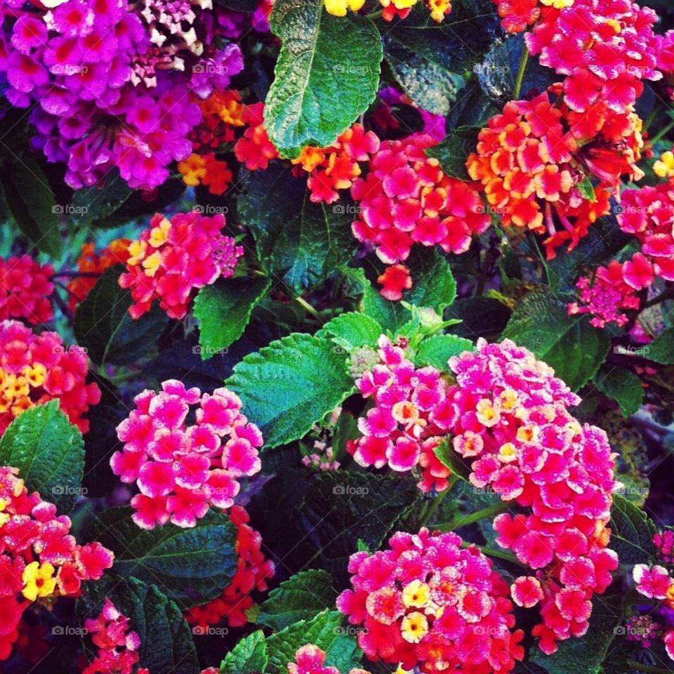 Lantanas: lindas flores do nosso jardim. 