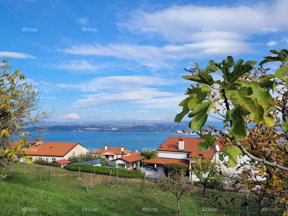 Urban city view.  Top view of figa tree, Adriatic sea, blue sky.Spring season