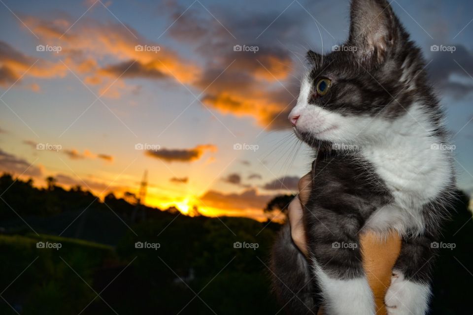 Nothing can beat a kitten and a sunset