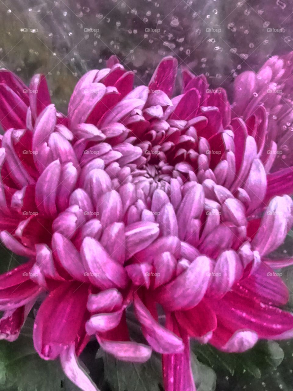 хризантема