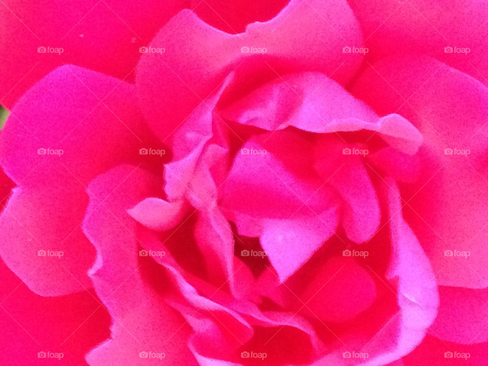 Close up, unfiltered, rose