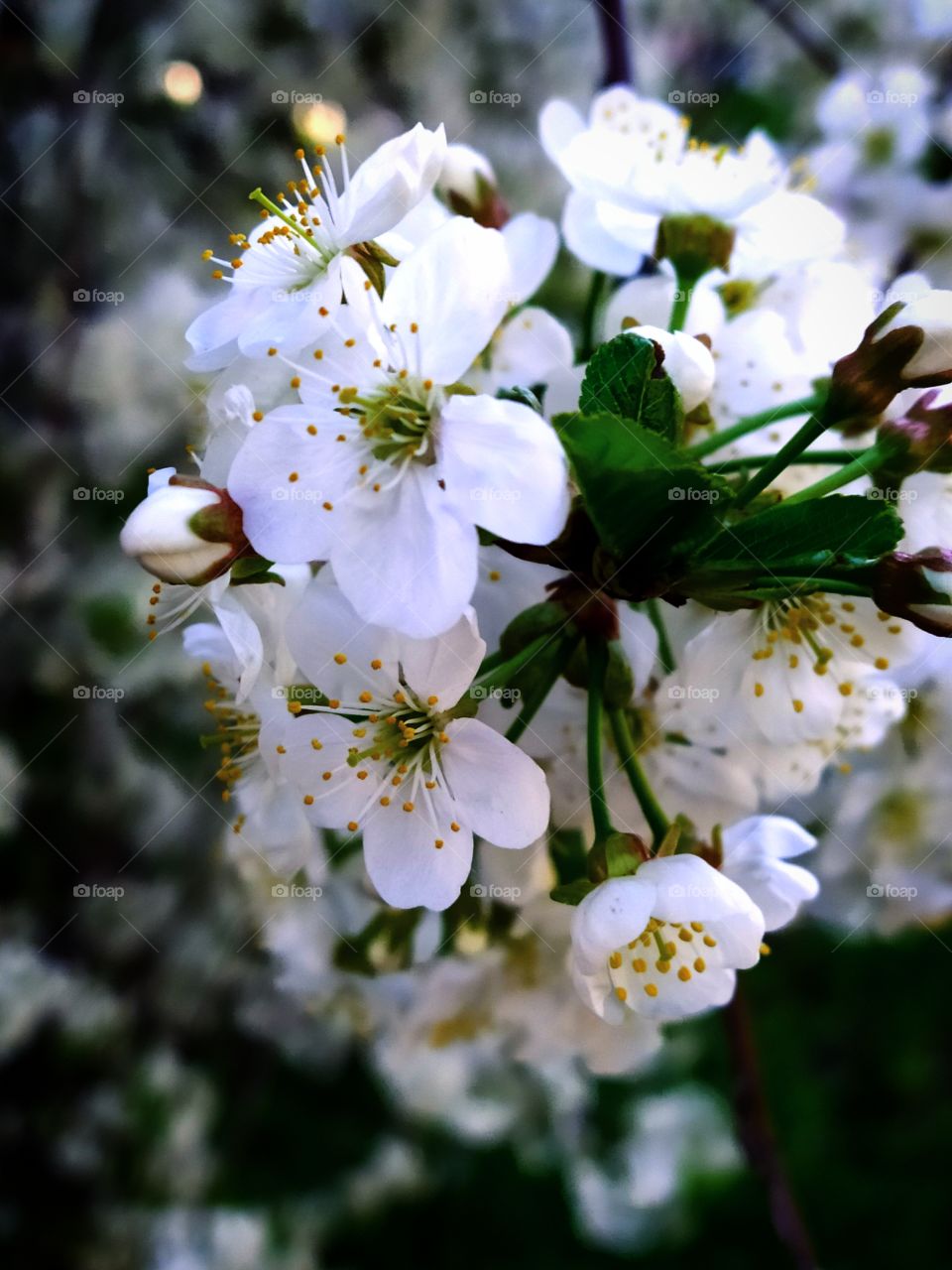 White cherry flowers.  Spring