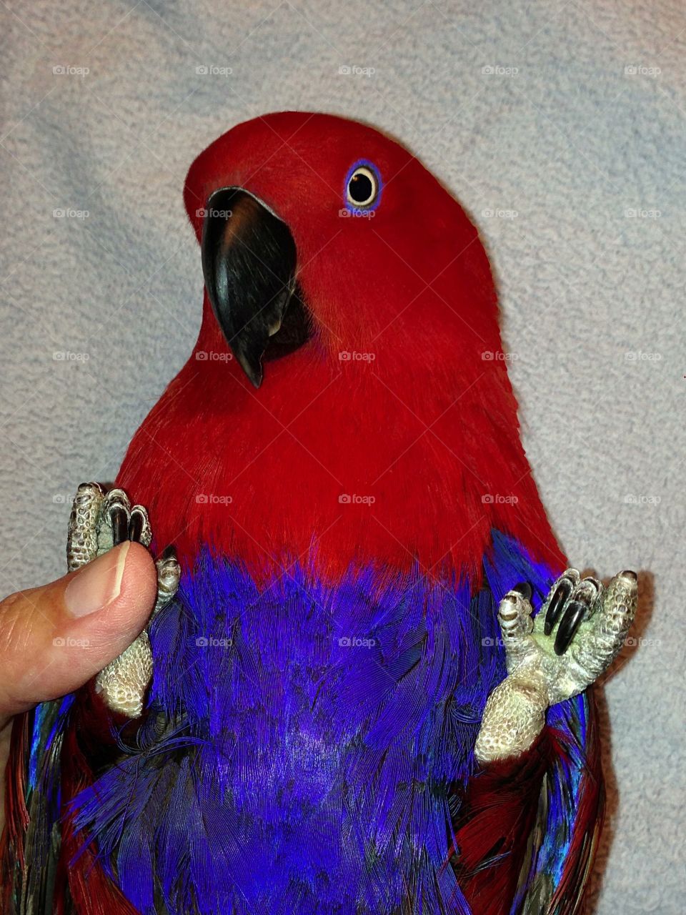 Sweet red and blue parrot relaxing through her photo shoot.