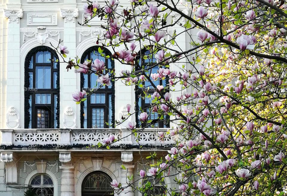 Magnolia tree on front of building