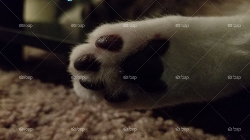 little cat paws