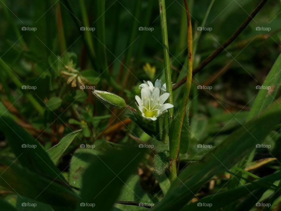 wild little flower