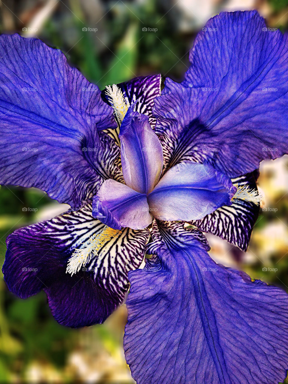Close-up of a blue flower