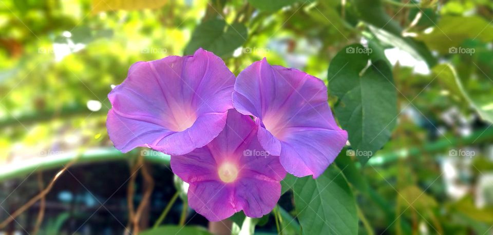 Morning glory is the common name for more than 1,000 species of flowering plants in the family Convolvulaceae, whose taxonomy and systematics are constantly changing.