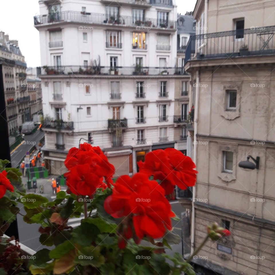 Red Flowers on Paris Window Sil