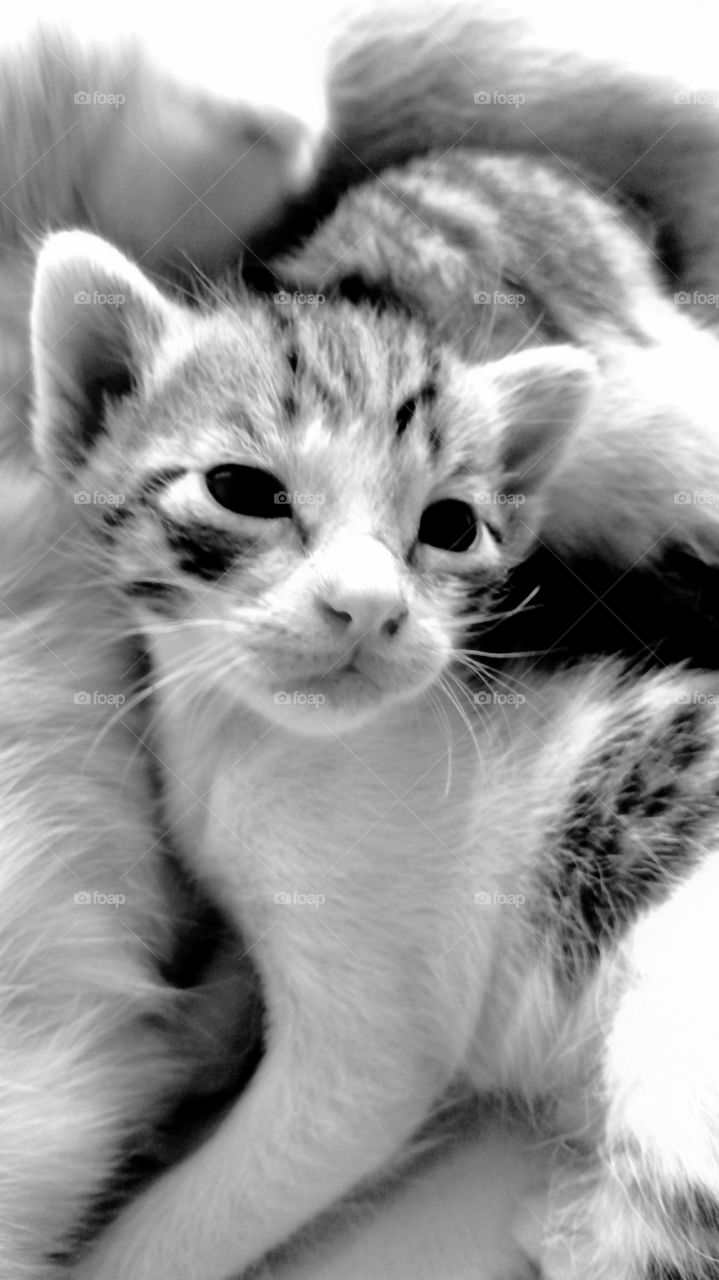 Baby cat ❤️