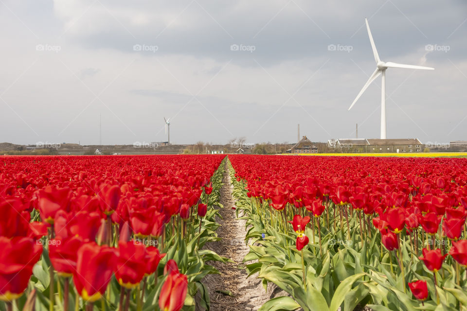Red tulips. Netherlands 