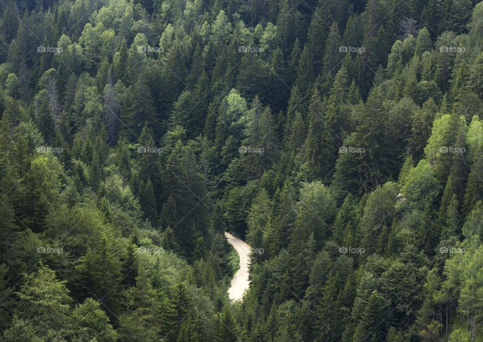 Forest trees and lonely path, view from above