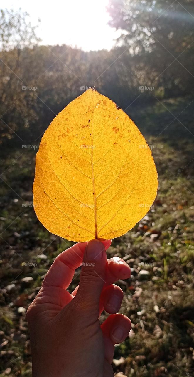 yellow leaf in the hand autumn nature