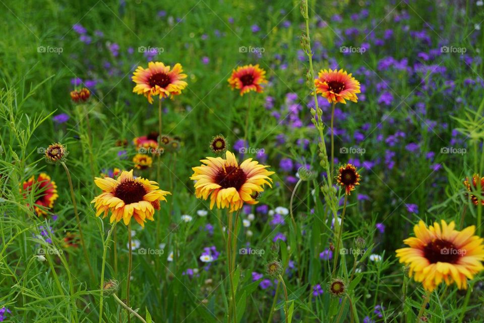 Wildflowers field
