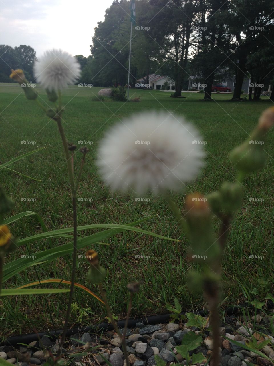 Biz head weed. Some of  Michigan beautiful weeds growing in the huge amounts of rainfall 