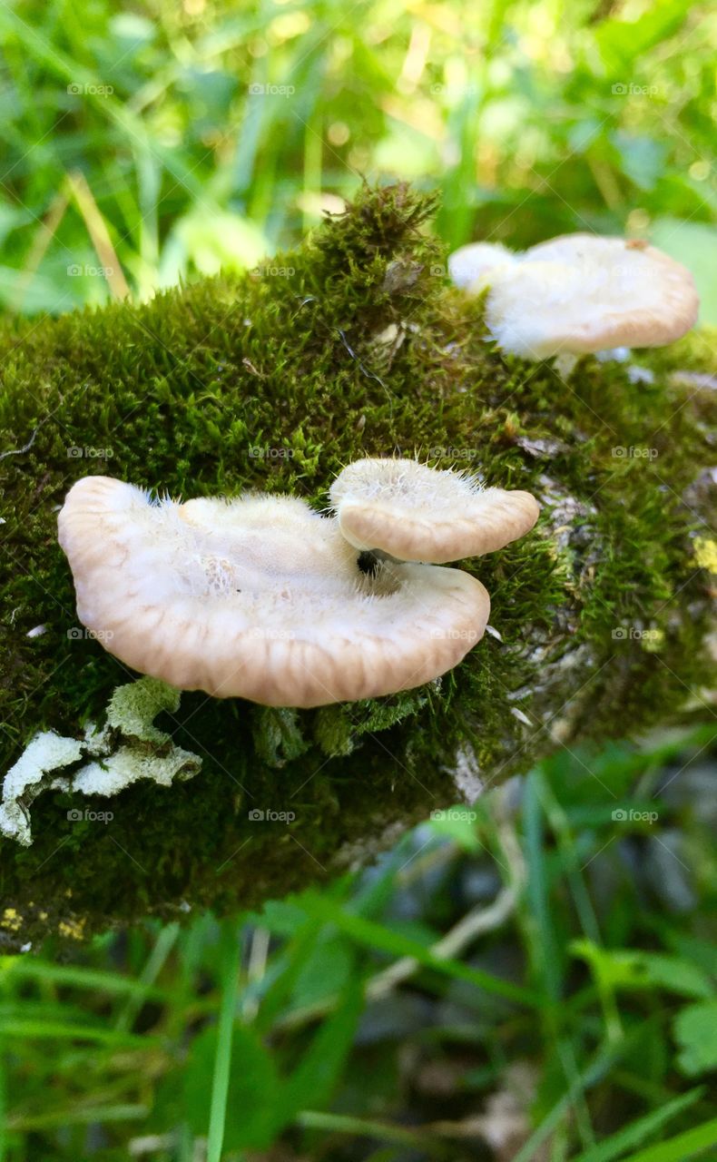 Wood mushroom